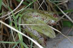 Fritillaria cirrhosa